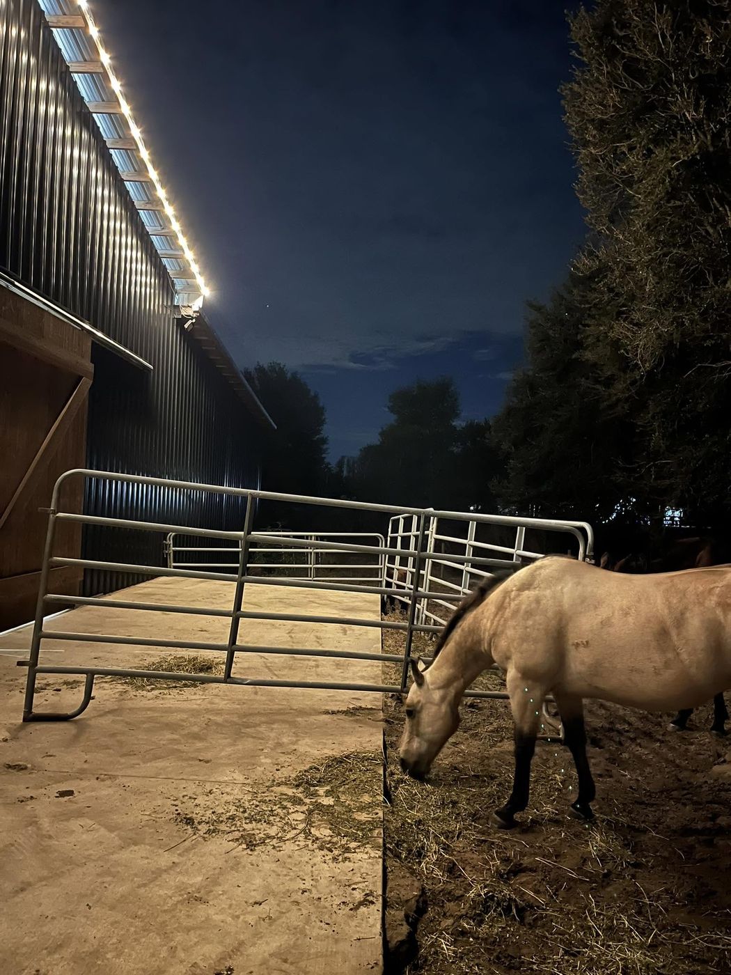 Barn with warm white roofline lighting and a horse in the foreground at night in Mascotte, Florida