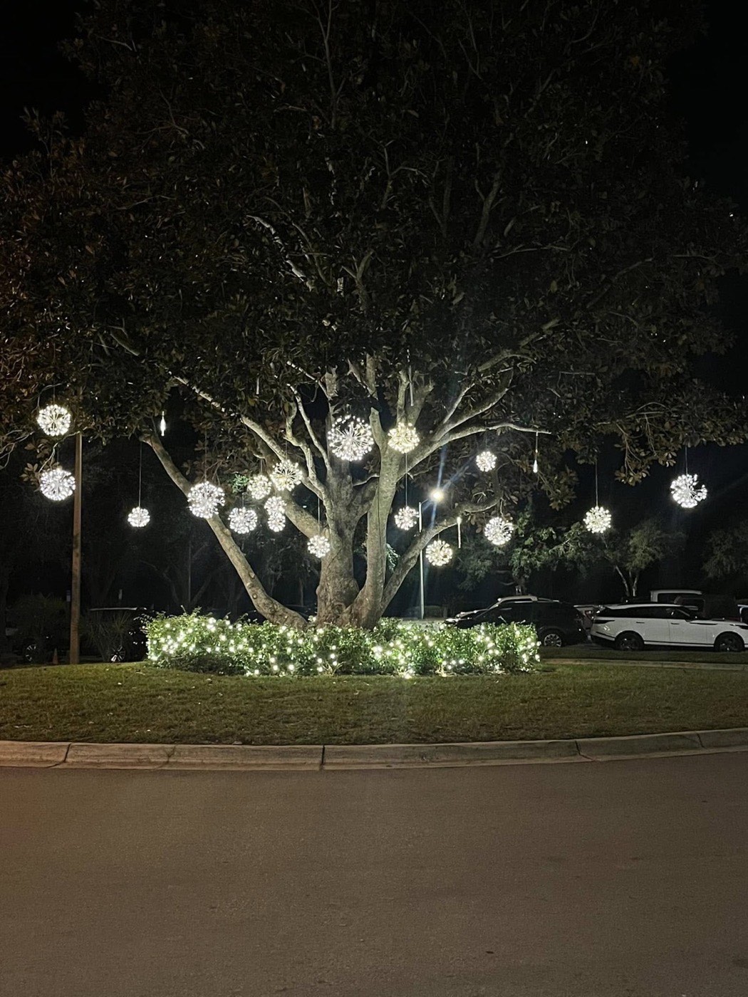Large magnolia tree at night hung with glowing light spheres above a lit hedge ring